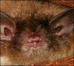Bat control in Winchester